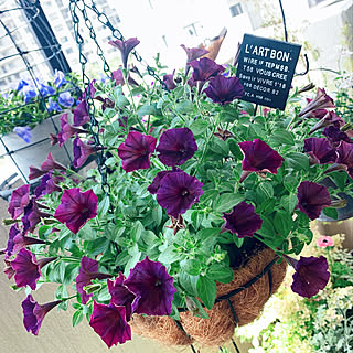 ペチュニア/ガーデニングの花/花が好きな人と繋がりたい/IG→ten.412/ベランダ...などのインテリア実例 - 2020-05-27 18:08:03