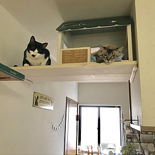 キャットハウスdiyのインテリア 手作りの実例 Roomclip ルームクリップ