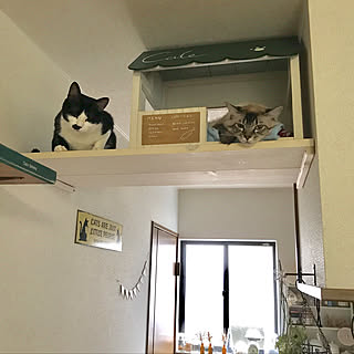 壁/天井/キャットウォークDIY/キャットハウスDIY/ねこが好き/ねこと暮らす...などのインテリア実例 - 2017-08-31 23:24:07