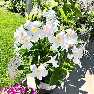 ホワイト/つる植物/サカタのタネ/夏/お花のある暮らし♡...などのインテリア実例 - 2021-08-21 13:26:30