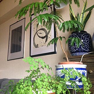 グリーン/ig→hitorururu/エバーフレッシュ/植物のある暮らし/IKEA...などのインテリア実例 - 2015-12-09 00:01:24