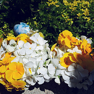 部屋全体/ビオラ/パンジー/4月の庭/お庭のお花♡...などのインテリア実例 - 2021-04-10 21:46:03