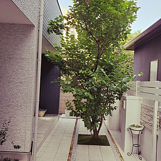 玄関/入り口/シンボルツリー/さくらんぼの木のインテリア実例 - 2021-05-09 16:17:53