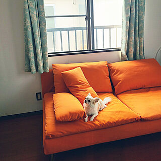 部屋全体/IKEAのソファー/いぬのいる暮らしのインテリア実例 - 2022-04-09 00:50:13