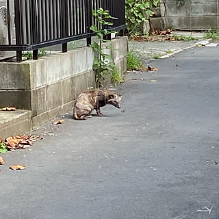 犬の散歩にて/タヌキ出ます/玄関/入り口のインテリア実例 - 2021-09-05 18:49:15