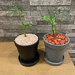 テーブルヤシ/観葉植物のある部屋/ダイソー雑貨/ディスプレイコーナー/植物のある暮らし...などのインテリア実例 - 2023-06-04 21:28:43