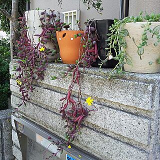 玄関/入り口/多肉植物/小さい花のインテリア実例 - 2014-10-29 14:06:08