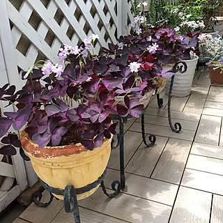 オキザリス トライアングラリスのインテリア実例 Roomclip ルームクリップ