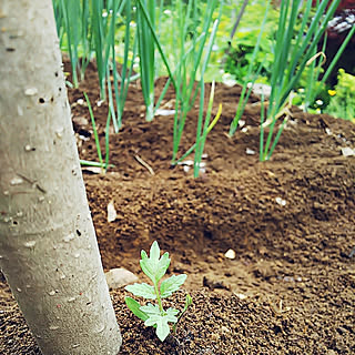 キッチン/植物のある暮らし/ボタニカル/ナチュラル/一人暮らし...などのインテリア実例 - 2019-06-09 18:26:56