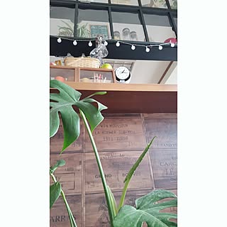 植物/日替わり投稿企画!木曜日/いつもいいねやコメありがとうございます♡/男前もナチュラルも好き/可愛いも男前も好き♡...などのインテリア実例 - 2017-05-11 17:12:14