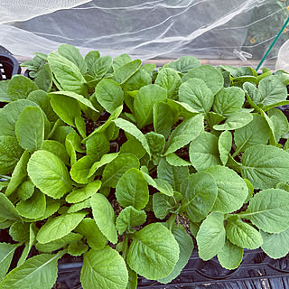 種から育てる/家庭菜園/自然を感じる暮らし/夏の記録/無農薬野菜...などのインテリア実例 - 2021-09-05 18:51:17