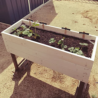 四季なりイチゴのインテリア実例 Roomclip ルームクリップ