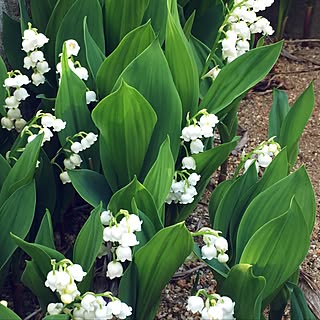 玄関/入り口/花壇 手作り/観葉植物/ナチュラル/花のある生活のインテリア実例 - 2017-05-14 16:29:48