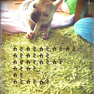 リビング/ラグ/フレンチブルドック/愛犬のインテリア実例 - 2014-10-10 14:12:02