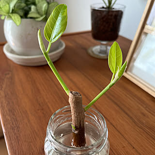 アルテシマ水挿し/シンプルな暮らし/観葉植物のある暮らし/雑貨/北欧...などのインテリア実例 - 2022-07-10 10:49:44