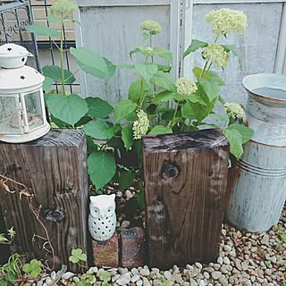 アナベル/花のある暮らし/花のある風景/紫陽花/枕木...などのインテリア実例 - 2016-06-06 17:10:32