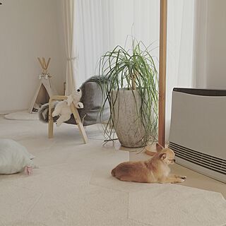 リビング/ペット/ヤコブソンランプ/観葉植物/犬...などのインテリア実例 - 2016-10-29 10:50:31