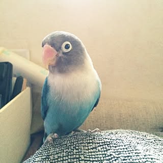 部屋全体/ボタンインコ/青い鳥/鳥カゴ/インコ...などのインテリア実例 - 2014-10-15 06:57:31