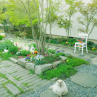 小道DIY/ビオラ/花のある暮らし/お花/春の花...などのインテリア実例 - 2019-04-27 18:16:41