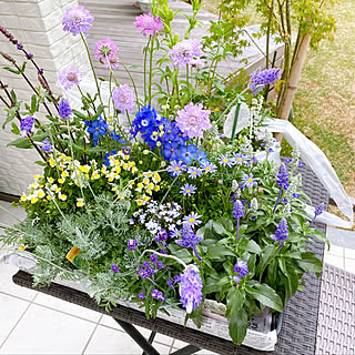 花のある暮らし/おうち時間を楽しむ/ていねいな暮らしがしたい/植物のある暮らし/玄関/入り口のインテリア実例 - 2021-05-01 16:03:53