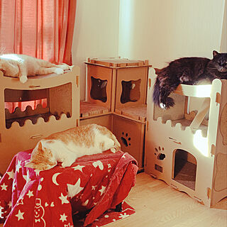 猫スペース/猫との暮らし/ナチュラル/猫のいる部屋/マンション暮らし...などのインテリア実例 - 2020-04-05 18:39:08