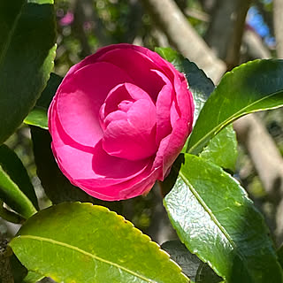 秋空の下/秋空の下で/秋空/自然/さざんかの花がいっぱい...などのインテリア実例 - 2021-10-20 22:50:36