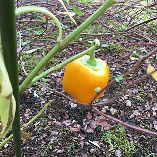 今日はいい天気です♡/苗つけから8ヶ月/秋晴れ☀️ですね♪/朝晩寒い/パプリカ黄色...などのインテリア実例 - 2020-11-24 16:49:04