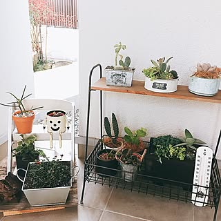 クローバー 多肉寄せ植えのおしゃれなアレンジ・飾り方のインテリア