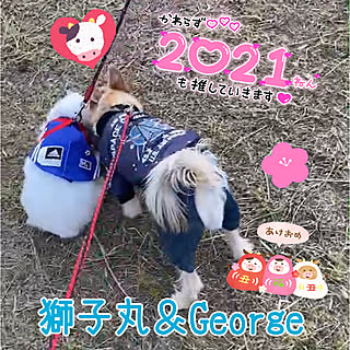 ロップイヤー/初詣/ミックス犬/いぬのいる暮らし/ポメシュナ...などのインテリア実例 - 2021-01-02 04:21:55