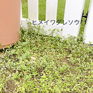 雑草対策 ヒメイワダレソウのインテリア実例 Roomclip ルームクリップ