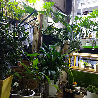 植物のある暮らし/観葉植物/照明/冬場の居場所のインテリア実例 - 2021-03-14 10:27:00