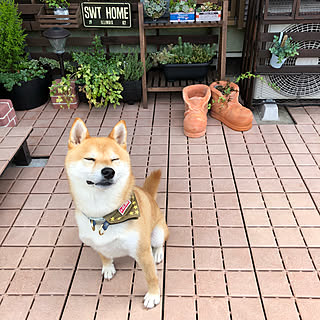 玄関/入り口/男前/今日の夕飯はドミノピザ/束の間の休息/現場監督 犬...などのインテリア実例 - 2018-07-08 17:47:18