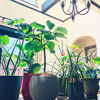 植物日光浴中/天窓からの光り/吹き抜け/ダイニングルーム/グリーンのある暮らし...などのインテリア実例 - 2019-07-24 11:25:14