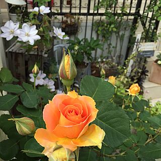 お庭♡/お庭☻/薔薇が好き/アンティーク/ナチュラル...などのインテリア実例 - 2015-05-03 16:50:04
