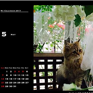 ねこ/ねこのきもちプレゼント/カレンダー2017/カレンダーのインテリア実例 - 2016-11-23 07:54:57