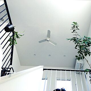 壁/天井/シンプルにすっきりと暮らしたい/観葉植物/植物/シンプル...などのインテリア実例 - 2016-12-20 13:41:00