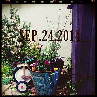 玄関/入り口/植物/秋の寄せ植え～♪♪♪/ガーデニングのインテリア実例 - 2014-09-24 23:03:50