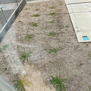緑の絨毯/庭/ガーデン/一戸建て/グランドカバー...などのインテリア実例 - 2021-06-23 14:36:55