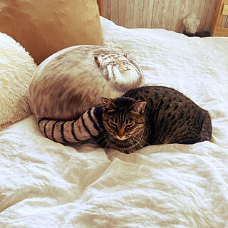 ベッド周り/猫/ねこのいる日常/猫と暮らす/きじとらのインテリア実例 - 2024-05-09 11:57:17
