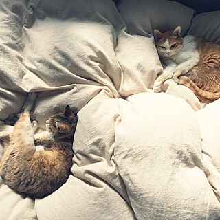 ベッド周り/ねこのいる日常/ニトリ/cat/ねこのインテリア実例 - 2015-10-06 21:38:38