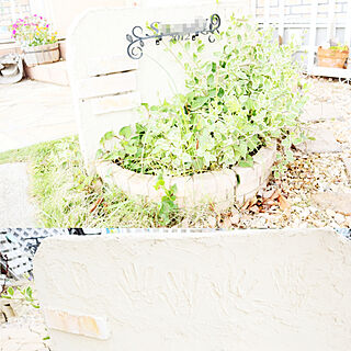 玄関/入り口/コレ、DIYしたよ！/グリーンのある暮らし/観葉植物/アプローチ脇の花壇...などのインテリア実例 - 2020-05-06 15:05:12