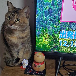 アニマルモチーフ/和室/猫/猫グッズ/ねこと暮らす...などのインテリア実例 - 2024-02-20 11:05:58