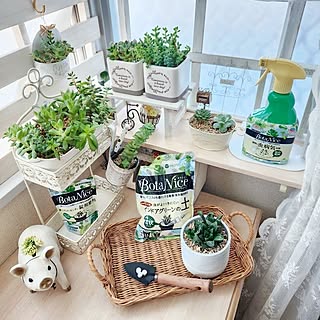 ナチュラル素材/賃貸でも楽しく♪/賃貸インテリア/賃貸/観葉植物...などのインテリア実例 - 2023-08-08 21:20:08