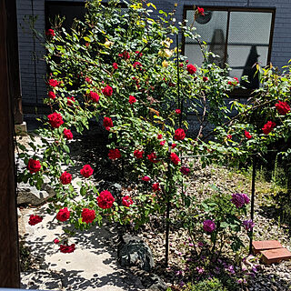 玄関/入り口/赤い薔薇♪/アンクルウォーターのインテリア実例 - 2022-05-10 14:09:07
