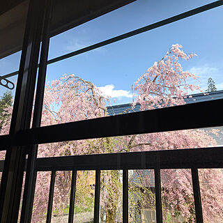 廊下からの眺め/枝垂れ桜/花のある暮らし/壁/天井のインテリア実例 - 2023-04-23 14:28:25