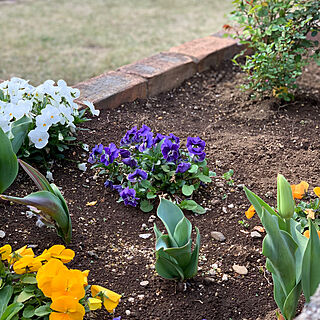 お庭作り/お庭づくり/ガーデニング/お庭/お庭の花...などのインテリア実例 - 2019-03-31 18:13:43