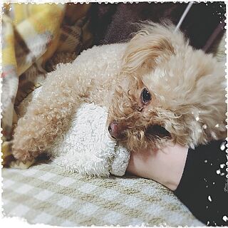 ベッド周り/おやすみなさい...zzZ/愛犬mapleのインテリア実例 - 2016-03-13 22:21:48