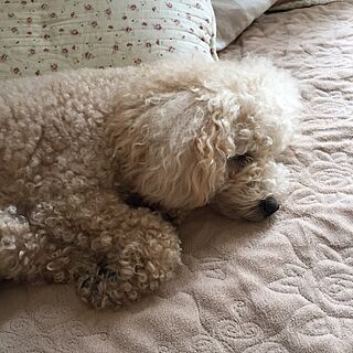 ベッド周り/犬と暮らす家のインテリア実例 - 2017-05-27 10:01:30