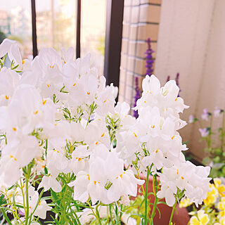 壁/天井/一人暮らし/賃貸/ひとり暮らし/お花のある暮らし...などのインテリア実例 - 2024-04-13 06:37:10