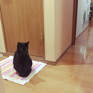 僕も一緒に遊びたい/トイレのドアの前/ひとり佇む猫/何ふたりで遊んでるの/黒猫ミースケ...などのインテリア実例 - 2021-09-18 02:21:20